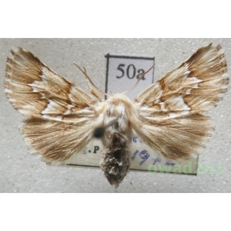 Oxicesta geographica (Fabricius, 1787) Czech50a